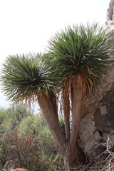 Dracaena draco