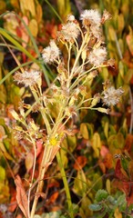 Solidago cuprea