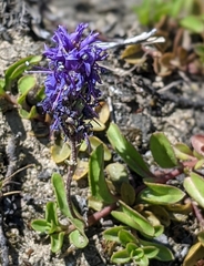 Veronica allionii