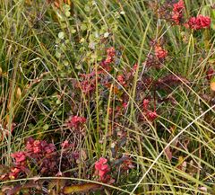 Exobasidium vaccinii-uliginosi