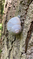 Helix pomatia