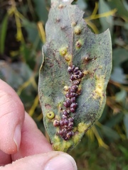 Eriococcus