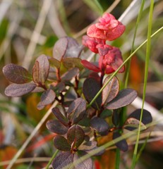 Exobasidium vaccinii-uliginosi