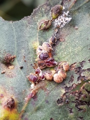 Eriococcus