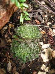 Haworthia outeniquensis