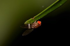Leucophenga scutellata