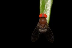 Leucophenga scutellata
