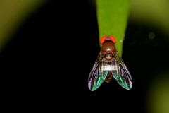 Leucophenga scutellata