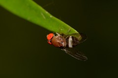 Leucophenga scutellata