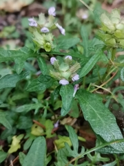 Prunella × intermedia