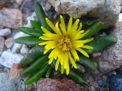 Ice Plant (Glottiphyllum depressum)