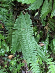 Hymenasplenium cheilosorum