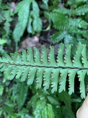 Hymenasplenium cheilosorum