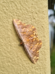 Lepidoptera