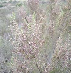 Erica hispidula hispidula
