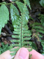 Hymenasplenium cheilosorum