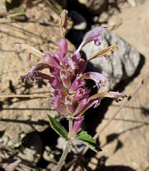 Agastache pallidiflora