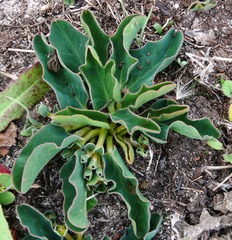 Euphorbia tuberosa