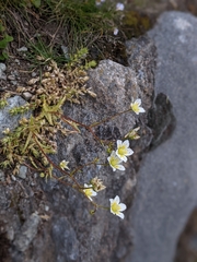 Saxifraga aspera