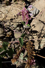 Agastache pallidiflora