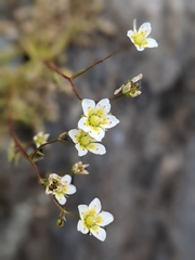 Saxifraga aspera