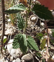 Agastache pallidiflora