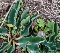 Euphorbia tuberosa
