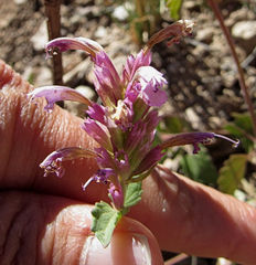 Agastache pallidiflora