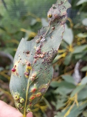 Eriococcus