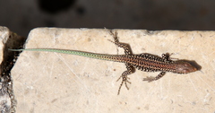 Podarcis virescens