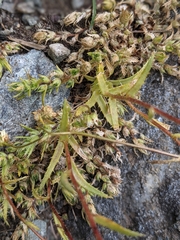 Saxifraga aspera