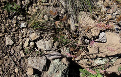 Agastache pallidiflora
