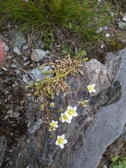 Saxifraga aspera