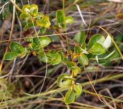 Salix fuscescens