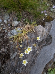Saxifraga aspera