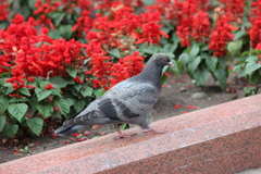 Columba livia