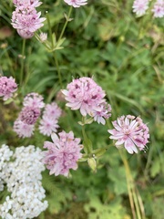 Astrantia major