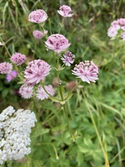 Astrantia major