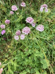 Astrantia major