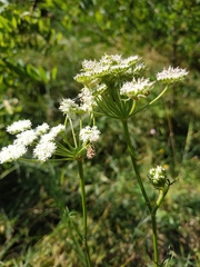 Kadenia dubia