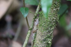 Anolis schiedii