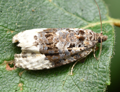Apotomis betuletana