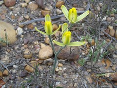 Albuca aurea