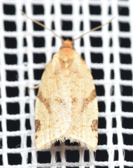 Paramesia gnomana
