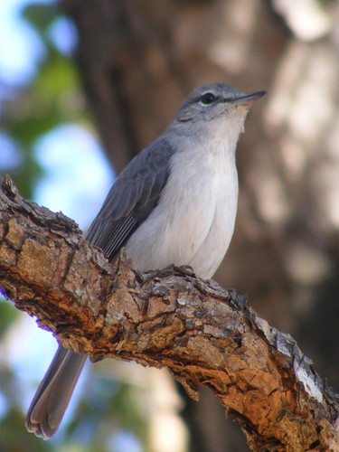 Fraseria caerulescens
