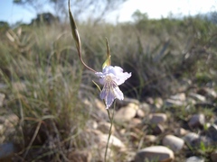 Gladiolus gracilis