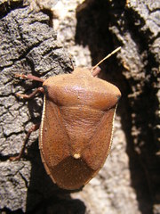 Basicryptus costalis
