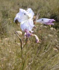 Gladiolus gracilis