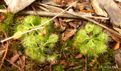 Drosera modesta