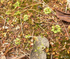 Drosera modesta